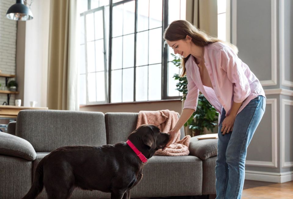 Friendly dog with owner