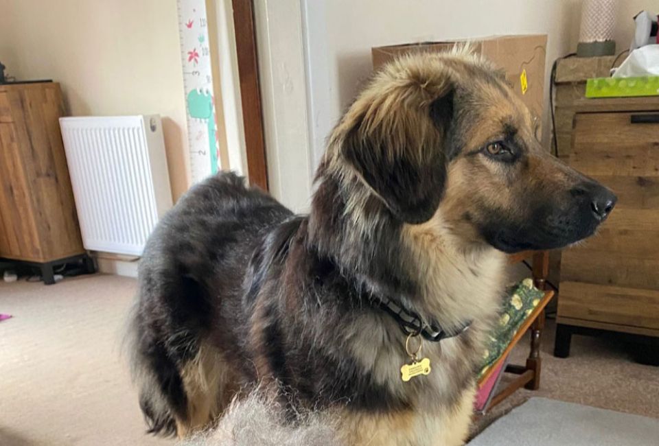 Hector A Romanian Rescue With Extreme Fear Issues