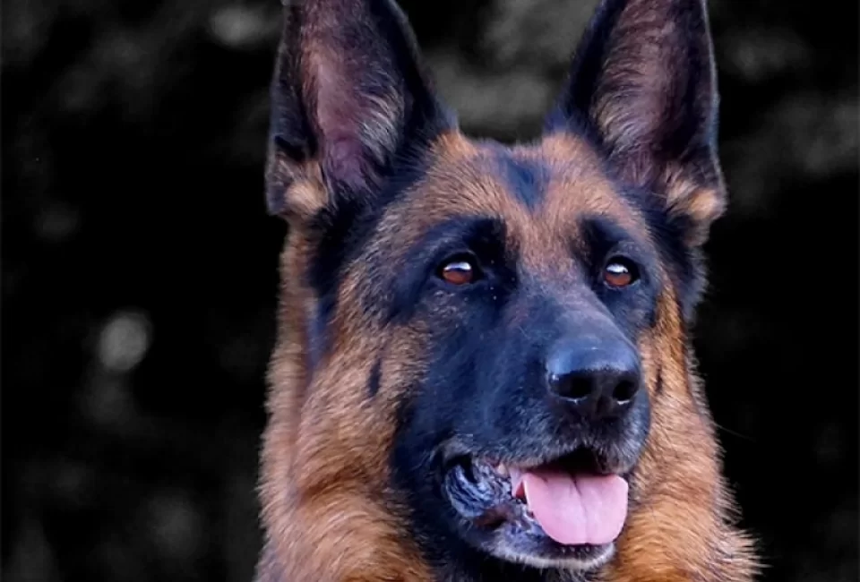 German Shepherd Meet Up