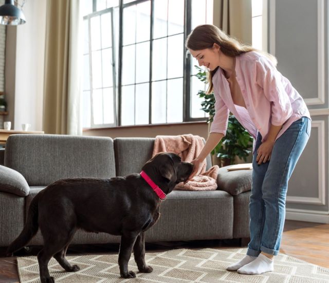 Friendly dog with owner