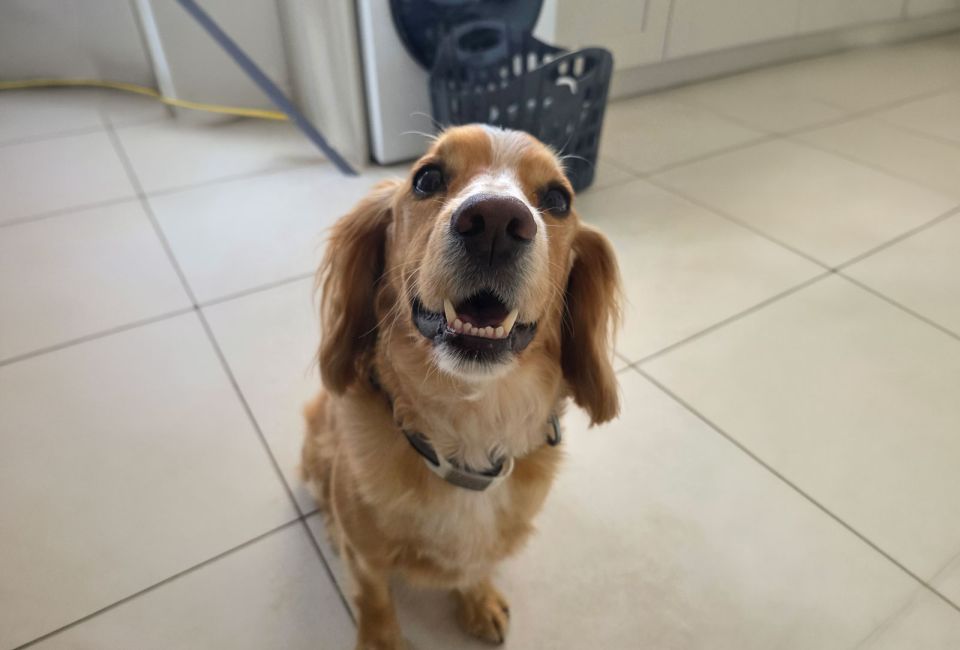 Bailey a Cocker Spaniel