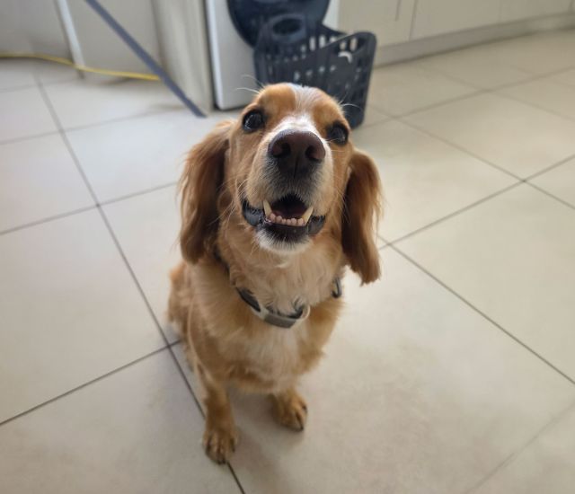 Bailey a Cocker Spaniel