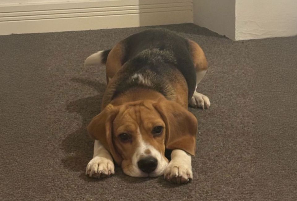 Case Study For Olive A Beagle That Likes To Dig